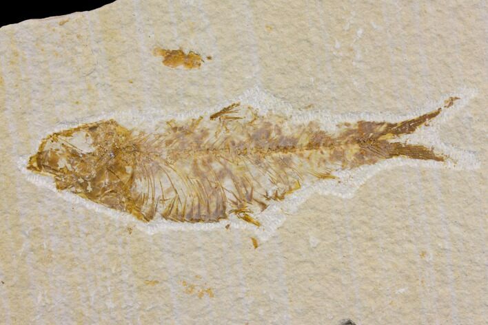 Bargain Fossil Fish (Knightia) - Wyoming #150579
